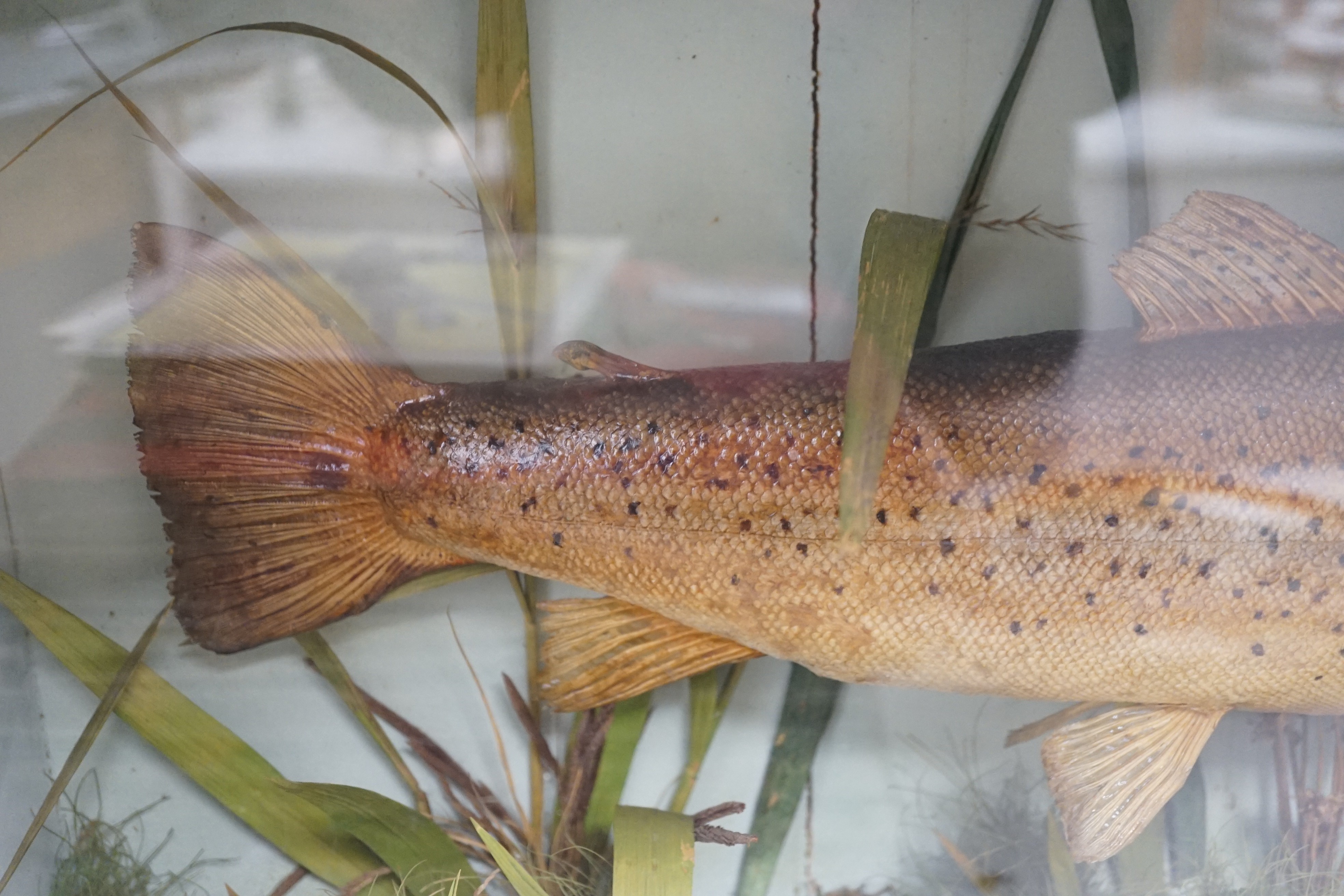 Taxidermy - a 3.5lb Trout caught in the Bure near Horning 1885, cased